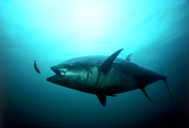 Farmed Fresh Bluefin Tuna